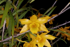 Dendrobium hancockii Little Saigon Gold HCC/AOS 78 pts.